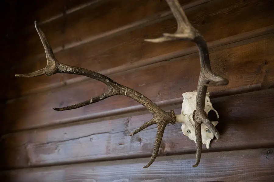 antler decor