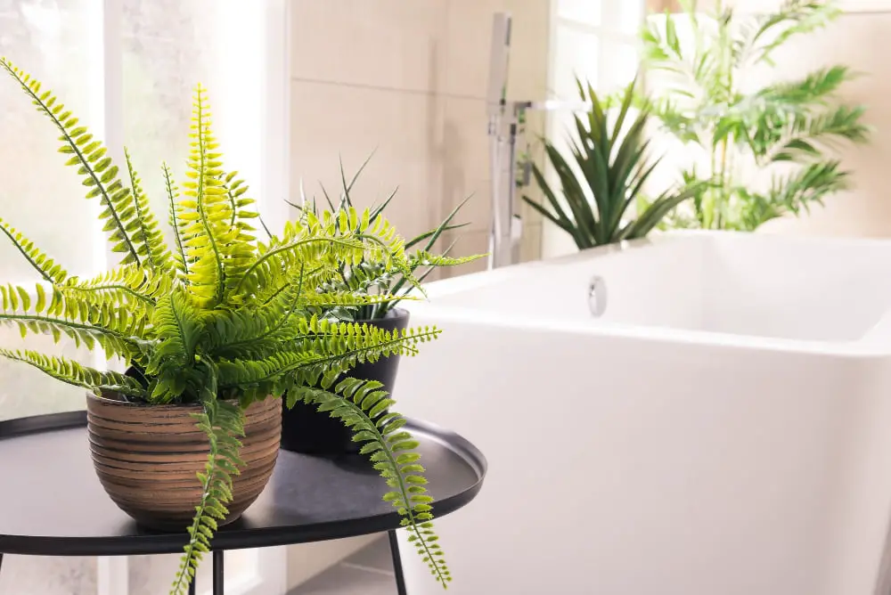 Potted Plants bathroom