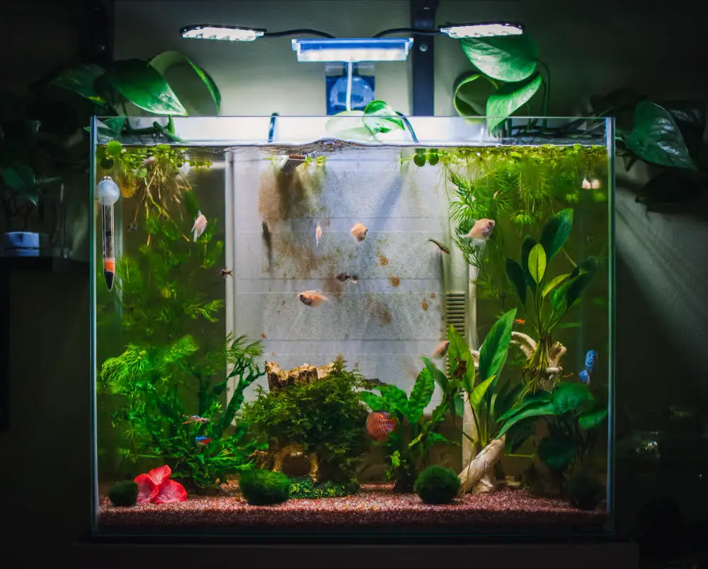 Maintain the Proper Temperature in Your Aquarium