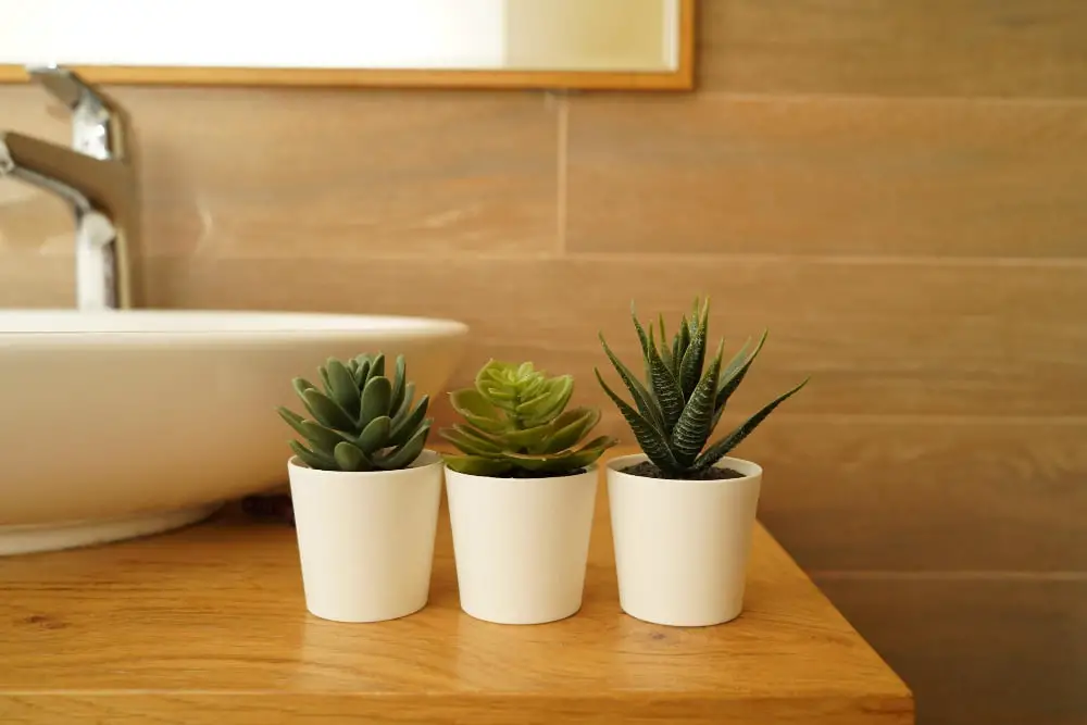 Potted Succulents Bathroom Countertop