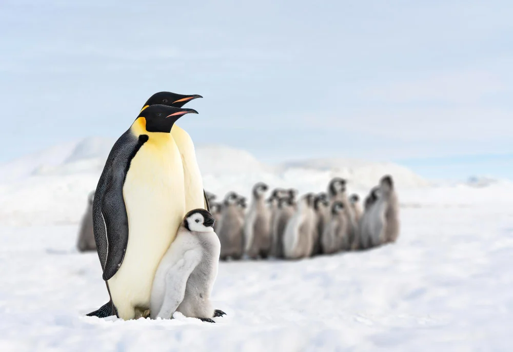 See Magnificent Emperor Penguins