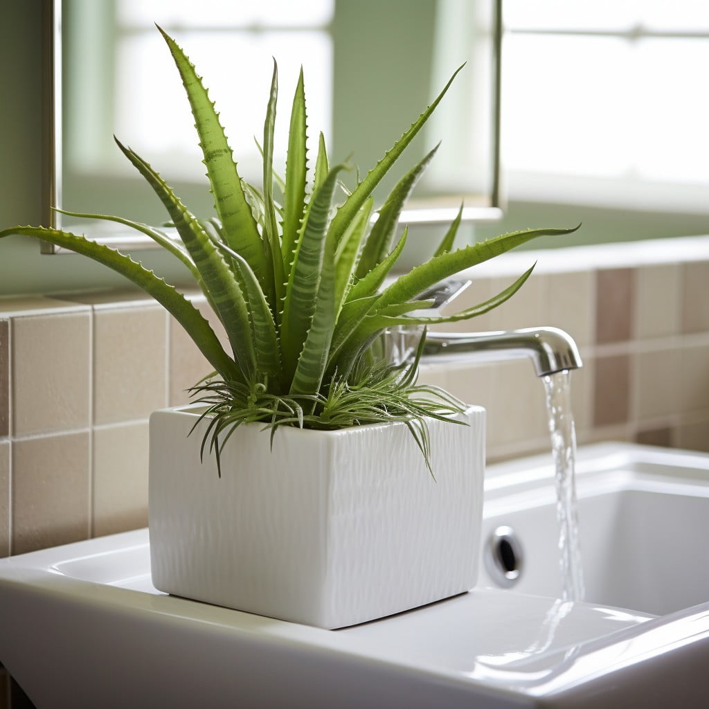 Aloe Vera By the Sink Bathroom Planter