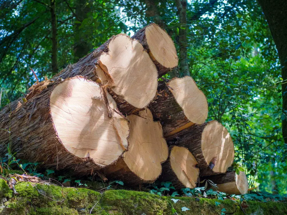 Make Sure the Supplier Is Transparent about Its Sources and Where Their Wood Comes From