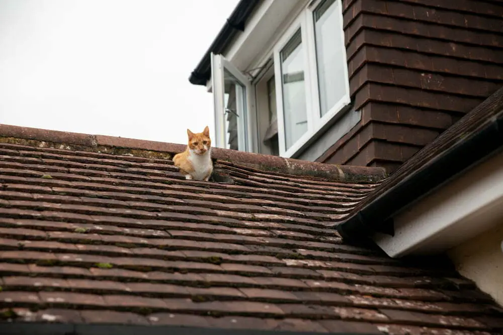 Sagging or Uneven Roof