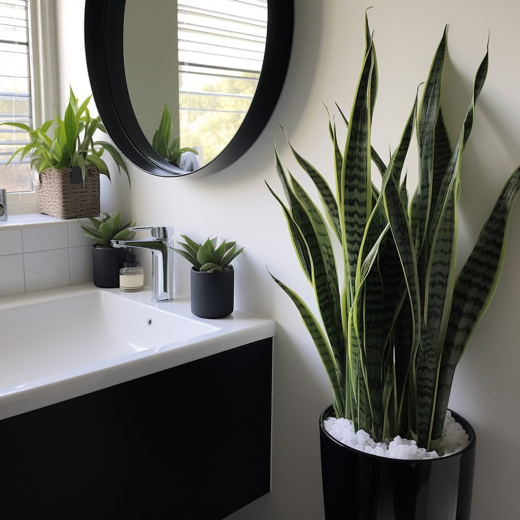 Snake Plants Next to the Mirror Bathroom Planter