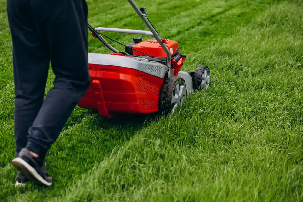 The Basics of Lawn Care and How the Right Tools Help