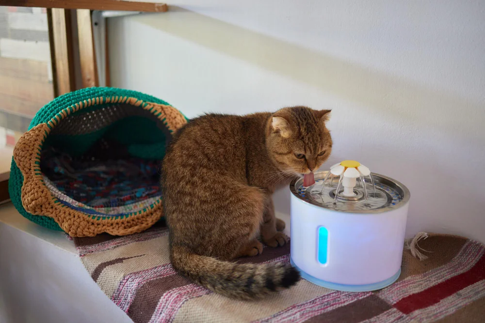 Understanding Cat Water Fountain